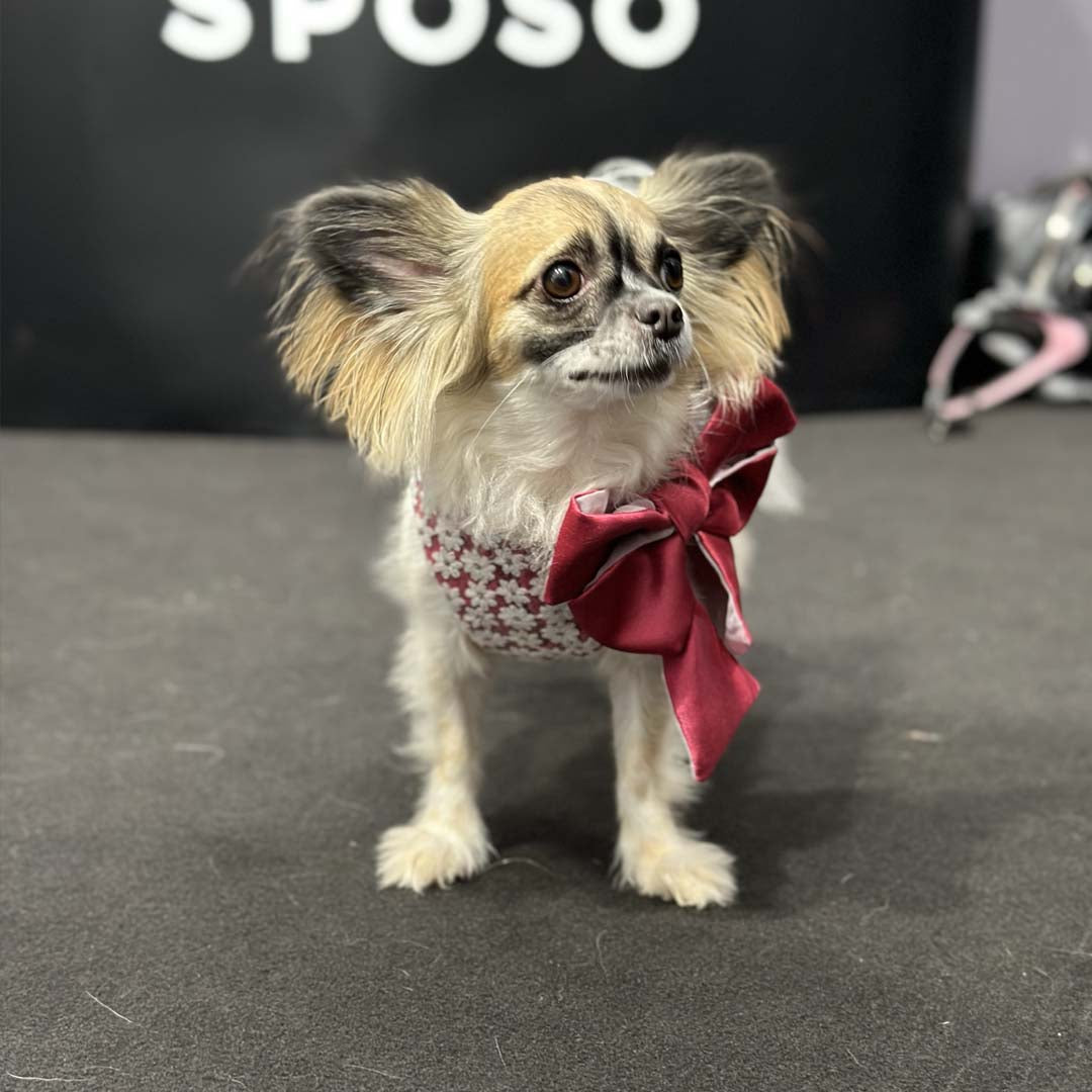 dog wearing harness with daisies and red bow