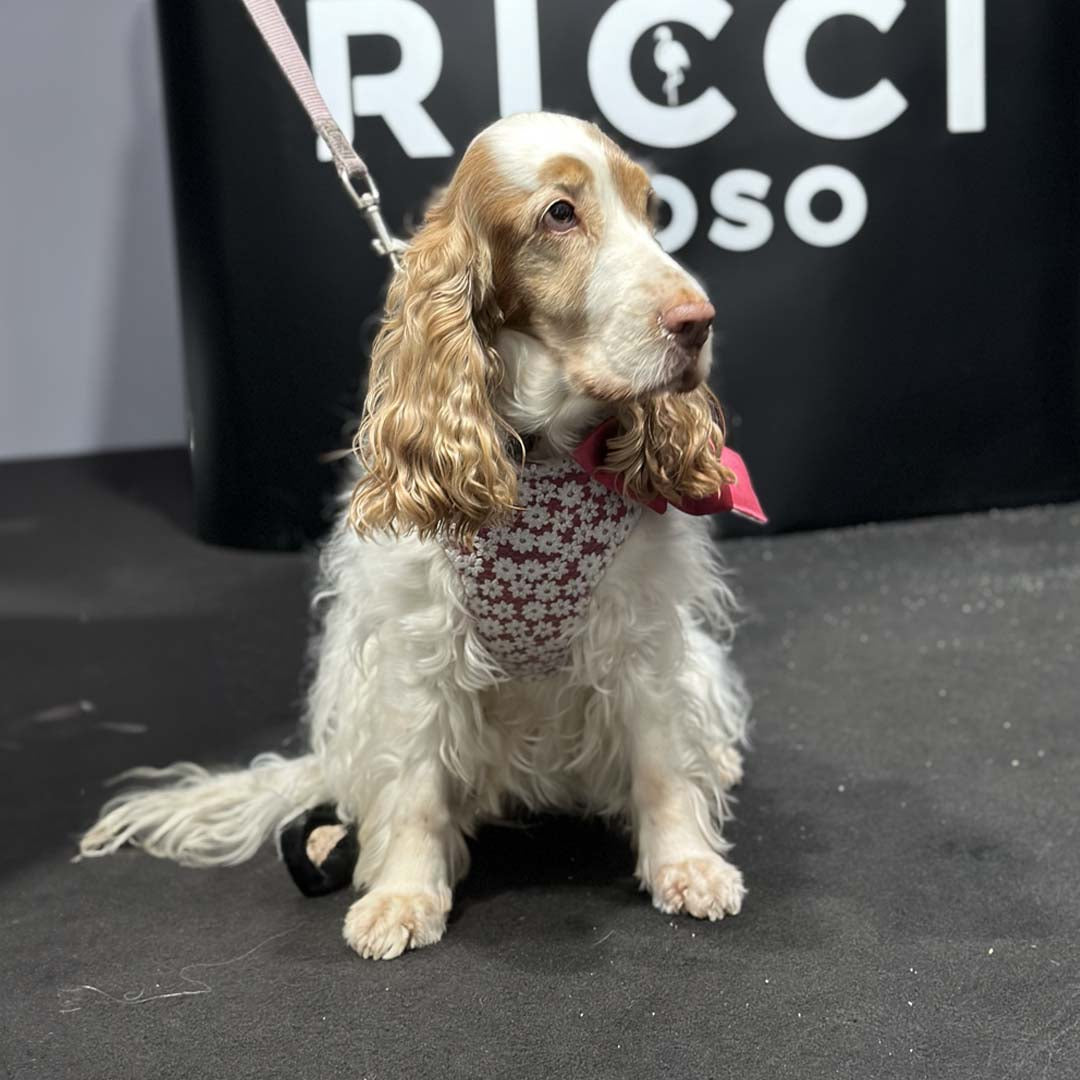 dog wears the harness with red daisies perfect to match your spring outfit