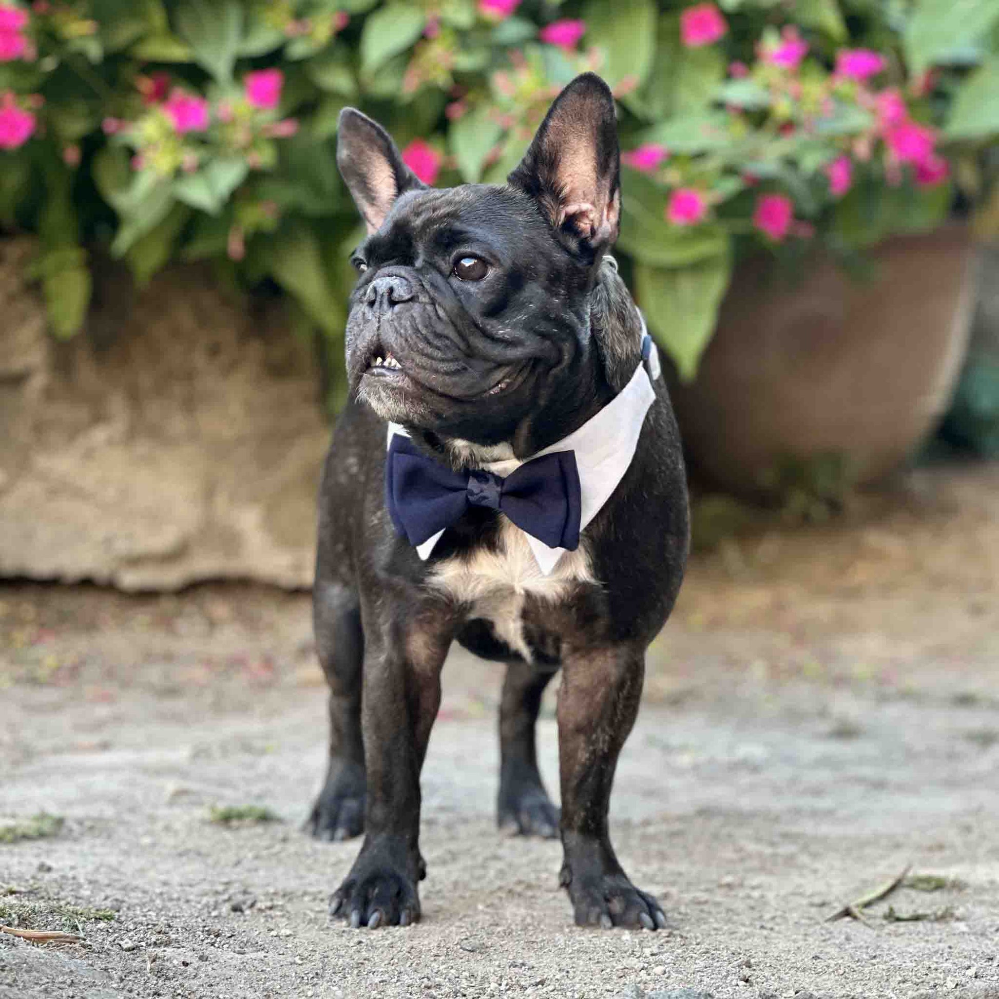 A black French Bulldog with upright ears is standing on a dirt path in front of a background of green foliage and pink flowers. The dog is wearing a white collar with a dark blue bow tie and is looking to the side with a proud expression.