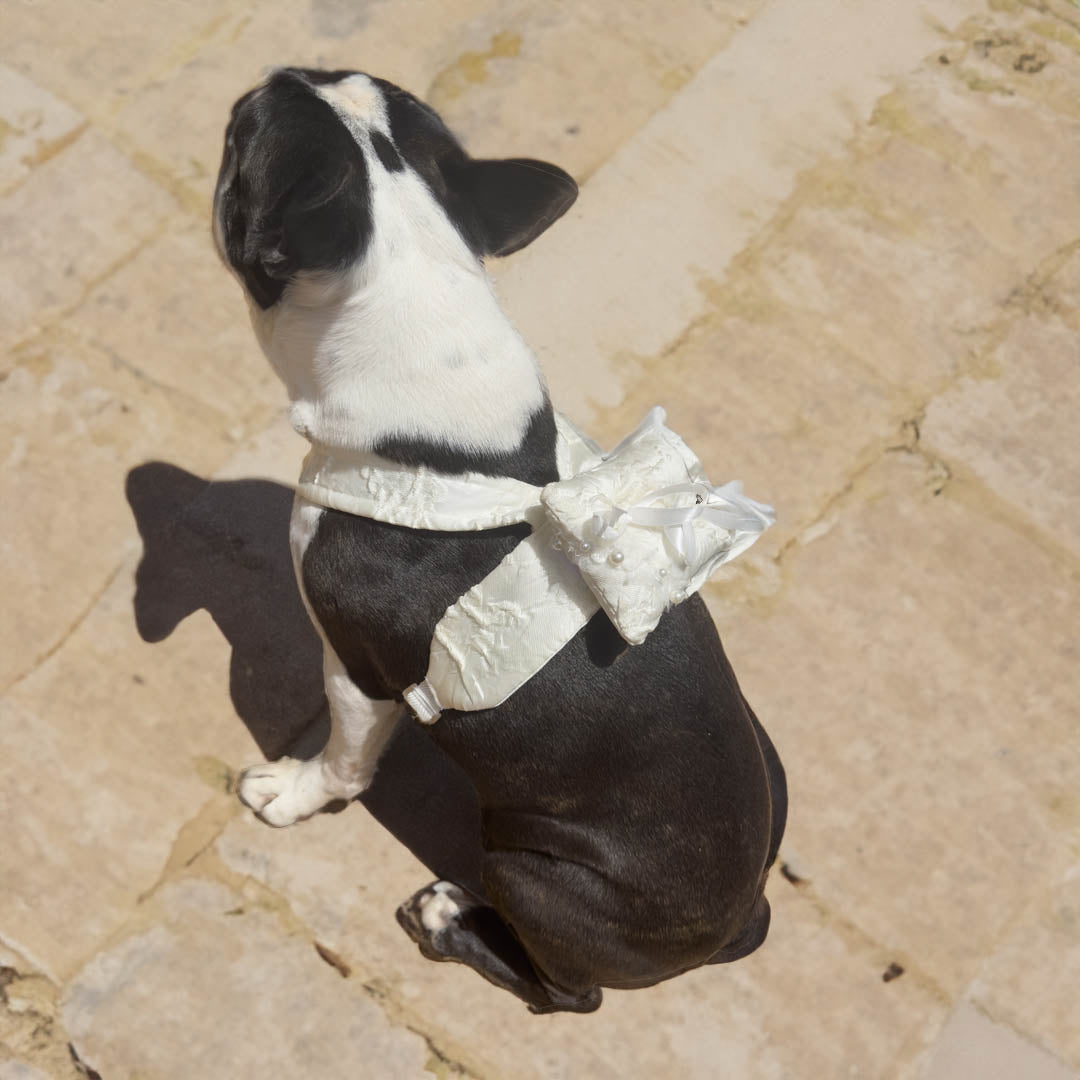 Boston Terrier wearing a wedding ring harness perfect for the wedding day