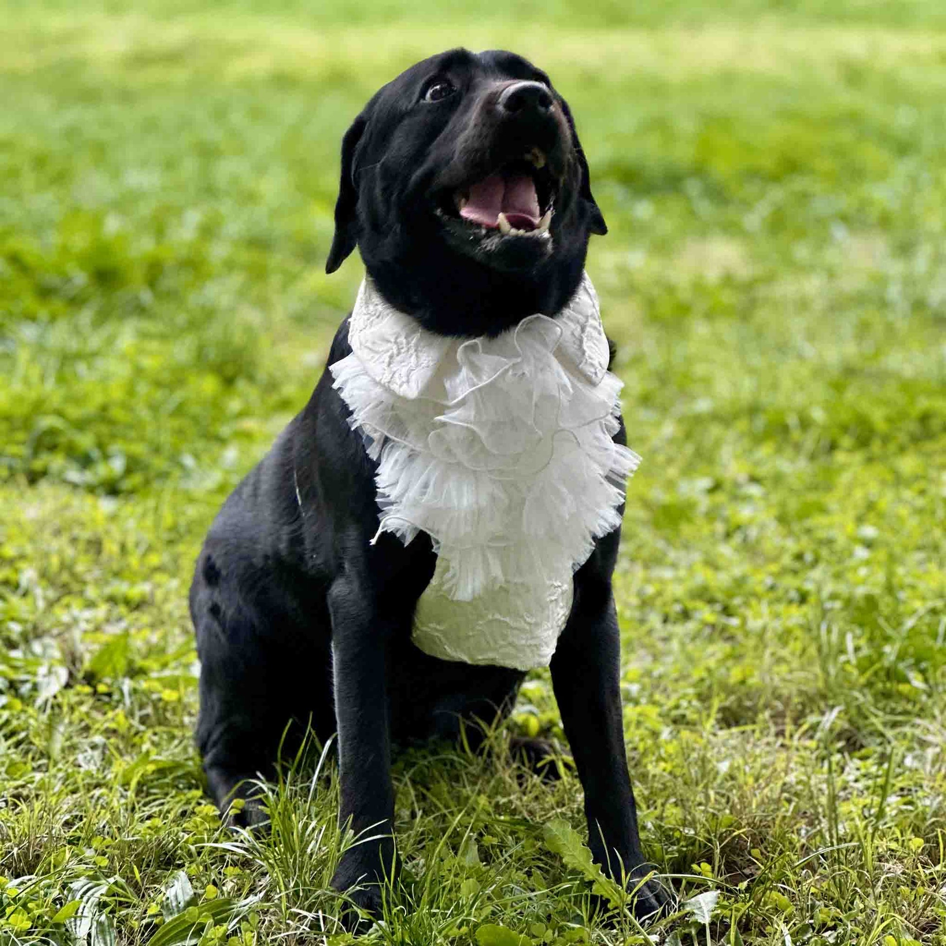 A black Labrador Retriver, adorned with a white ruffled wedding dress, is sitting on a grassy lawn, looking upwards with a happy expression.