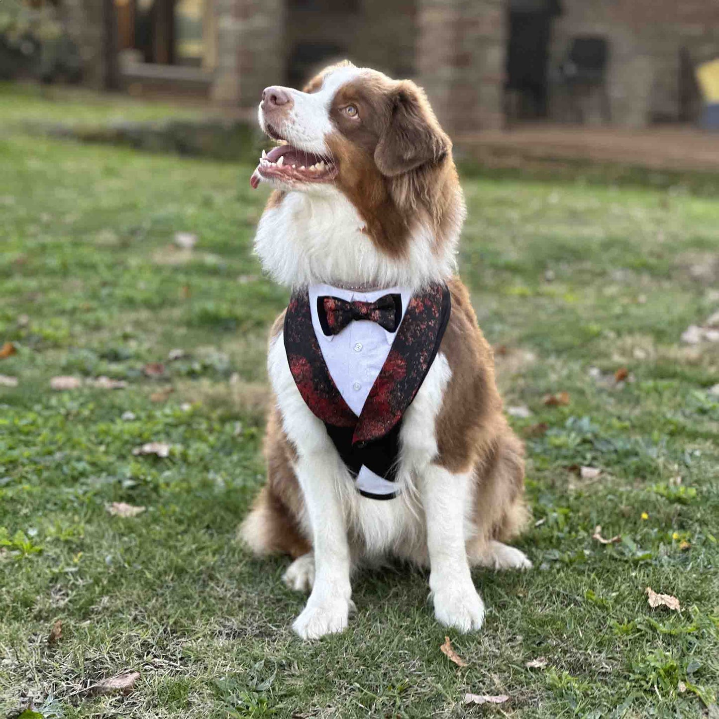 A large dog wearing a black and red tuxedo dress with a matching bow tie is sitting on the grass