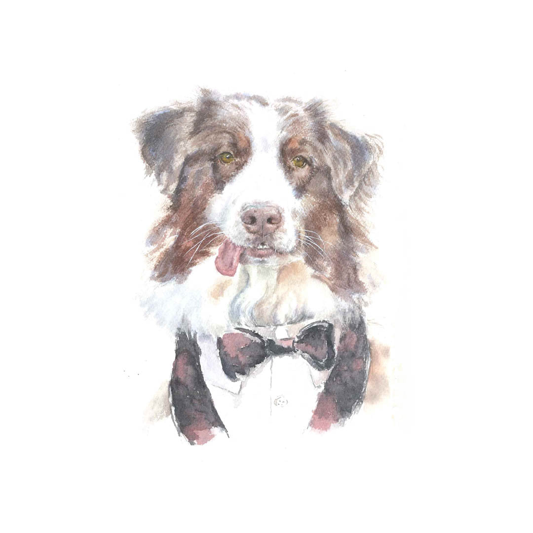 Watercolor draw of an australian Shepherd with red tuxedo harness