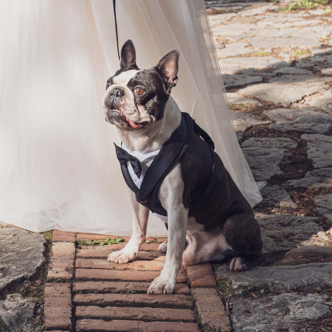 abbigliamento per cani elegante con papillon, porta il tuo cane con te il giorno del tuo matrimonio