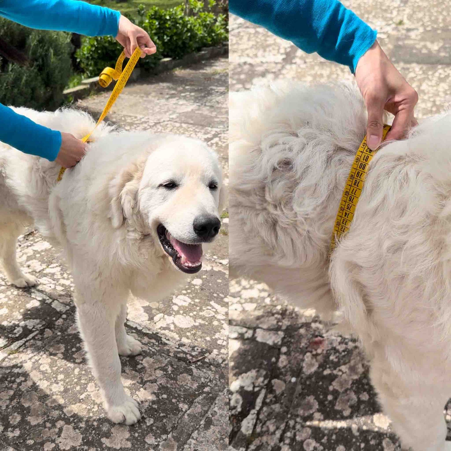 Person measuring a dog's chest with a tape measure to determine the correct size for clothing.