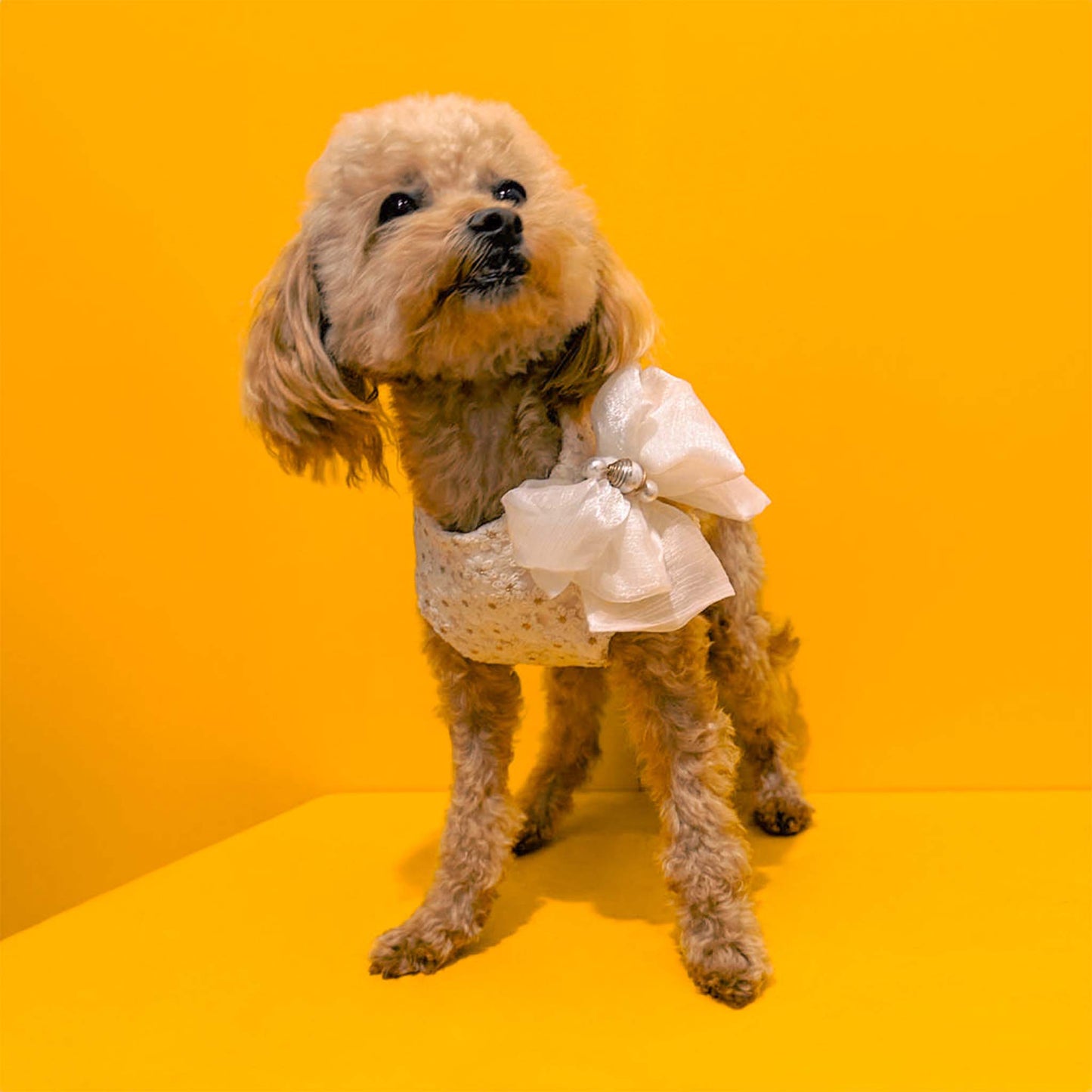 a brown poodle with a bow tie and white wedding dress