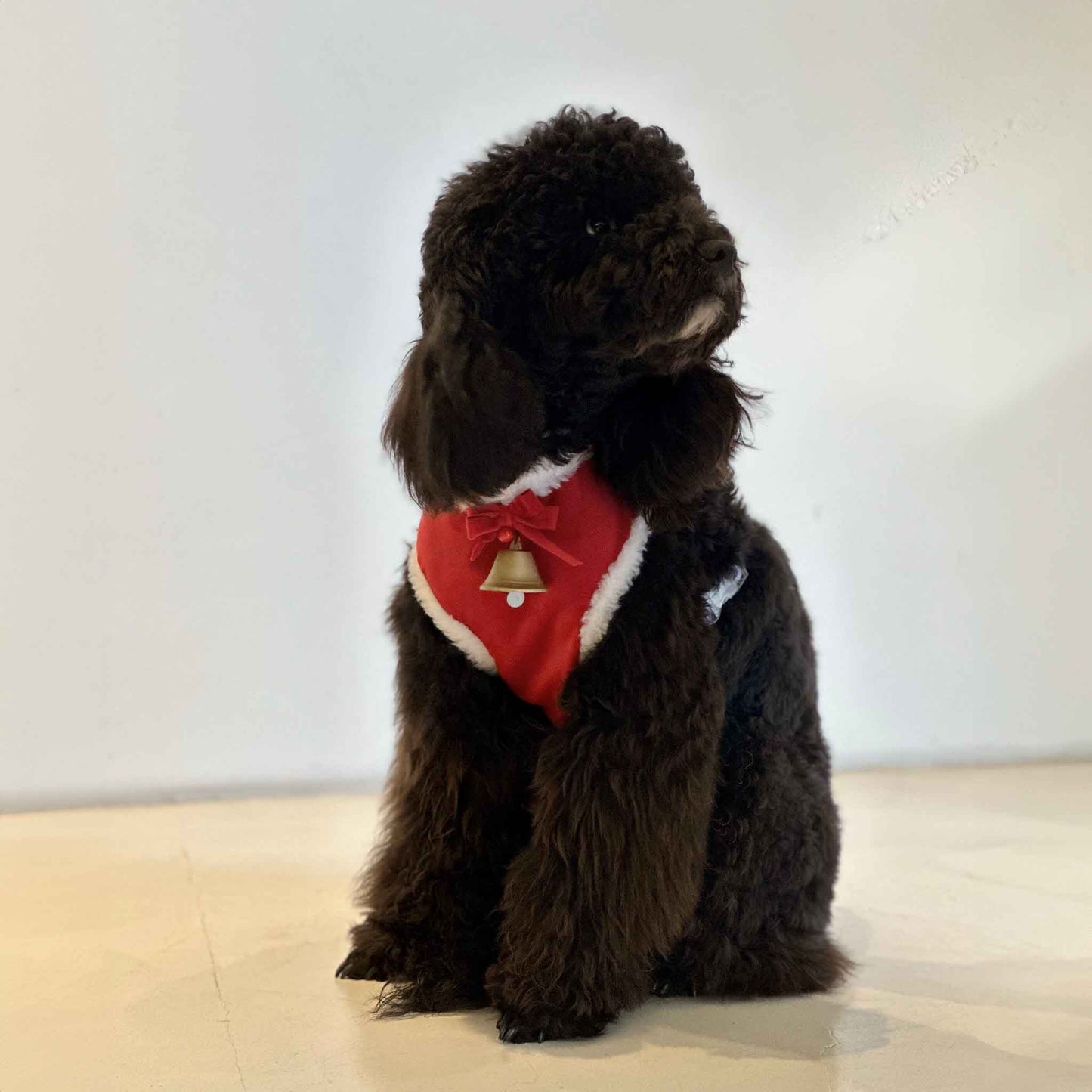 Black Poodle wearing a red Christmas sweater with a bell and bow, sitting on a light-colored floor.