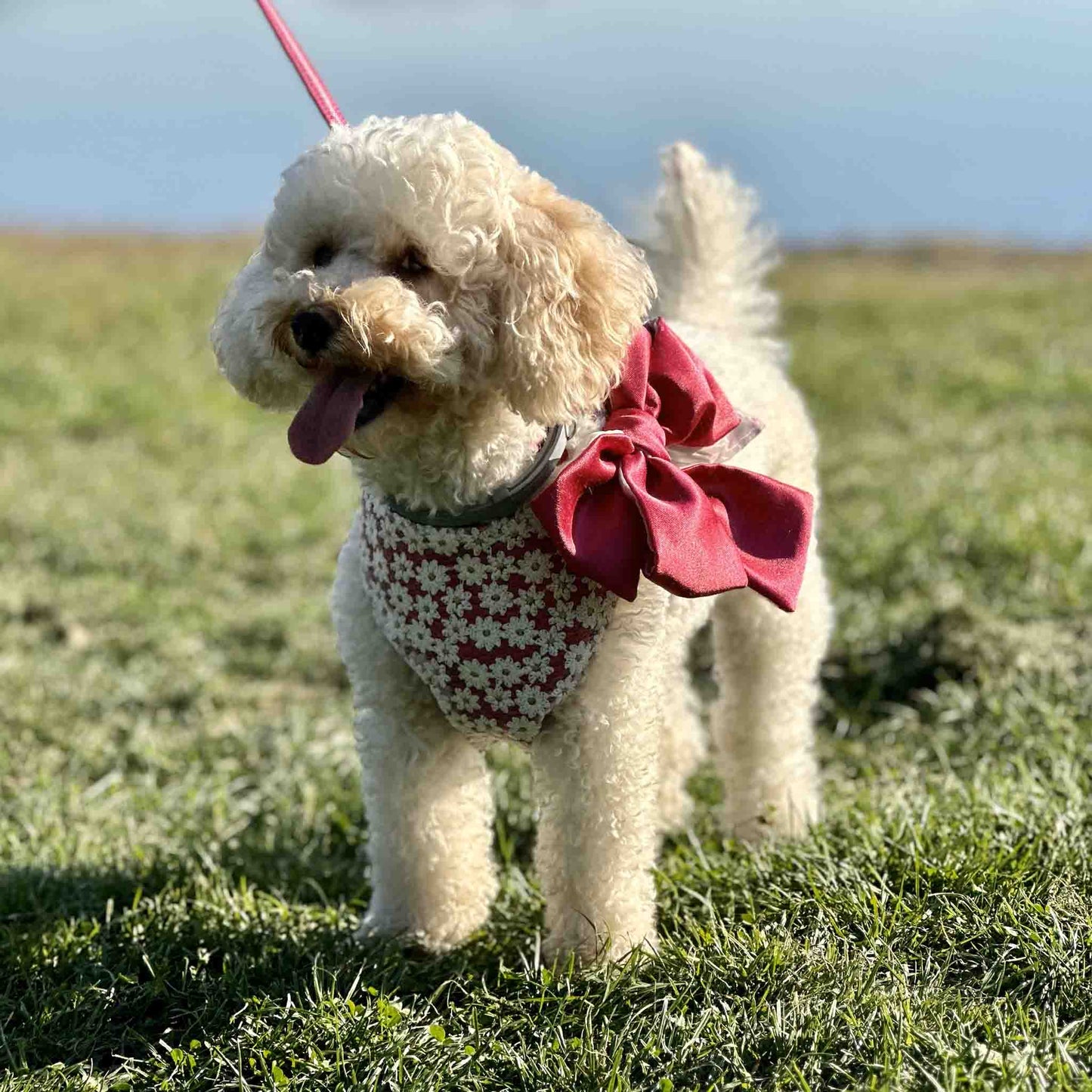 white poodle wearing a harness with red flowers and red bow