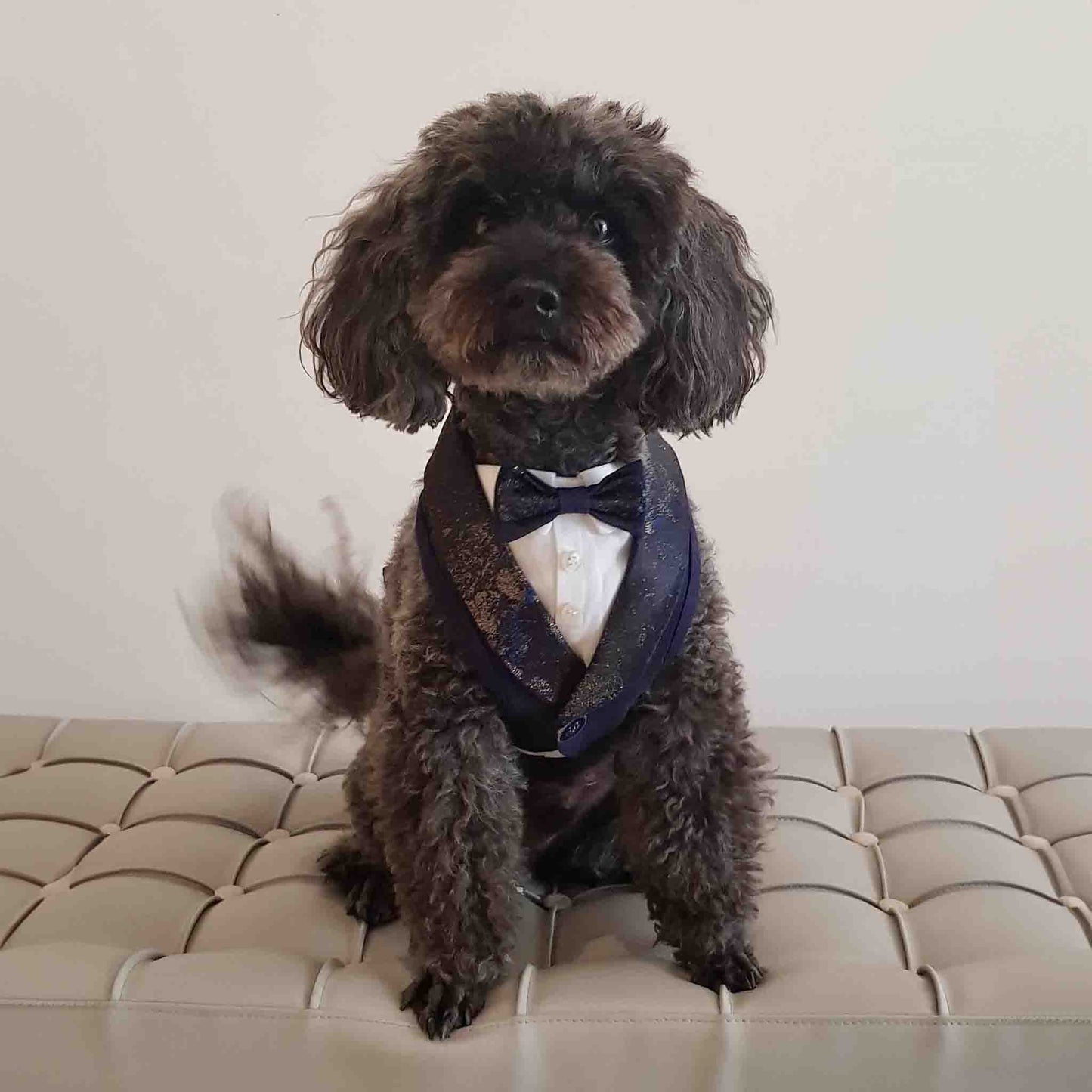 Tuxedo for dog in damask fabric