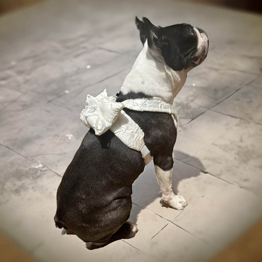 boston terrier con imbracatura con tessuto jacquard e cuscino per gioielli
