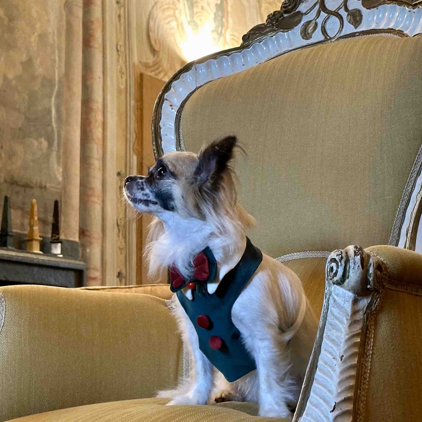 A small dog wearing a green vest with red buttons and a red bow tie is sitting on an ornate yellow armchair in a luxurious decorated room