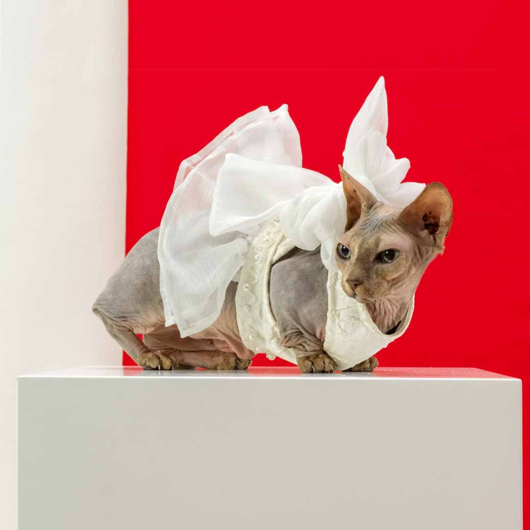 Sphynx wears a white wedding dress with a large bow on the back