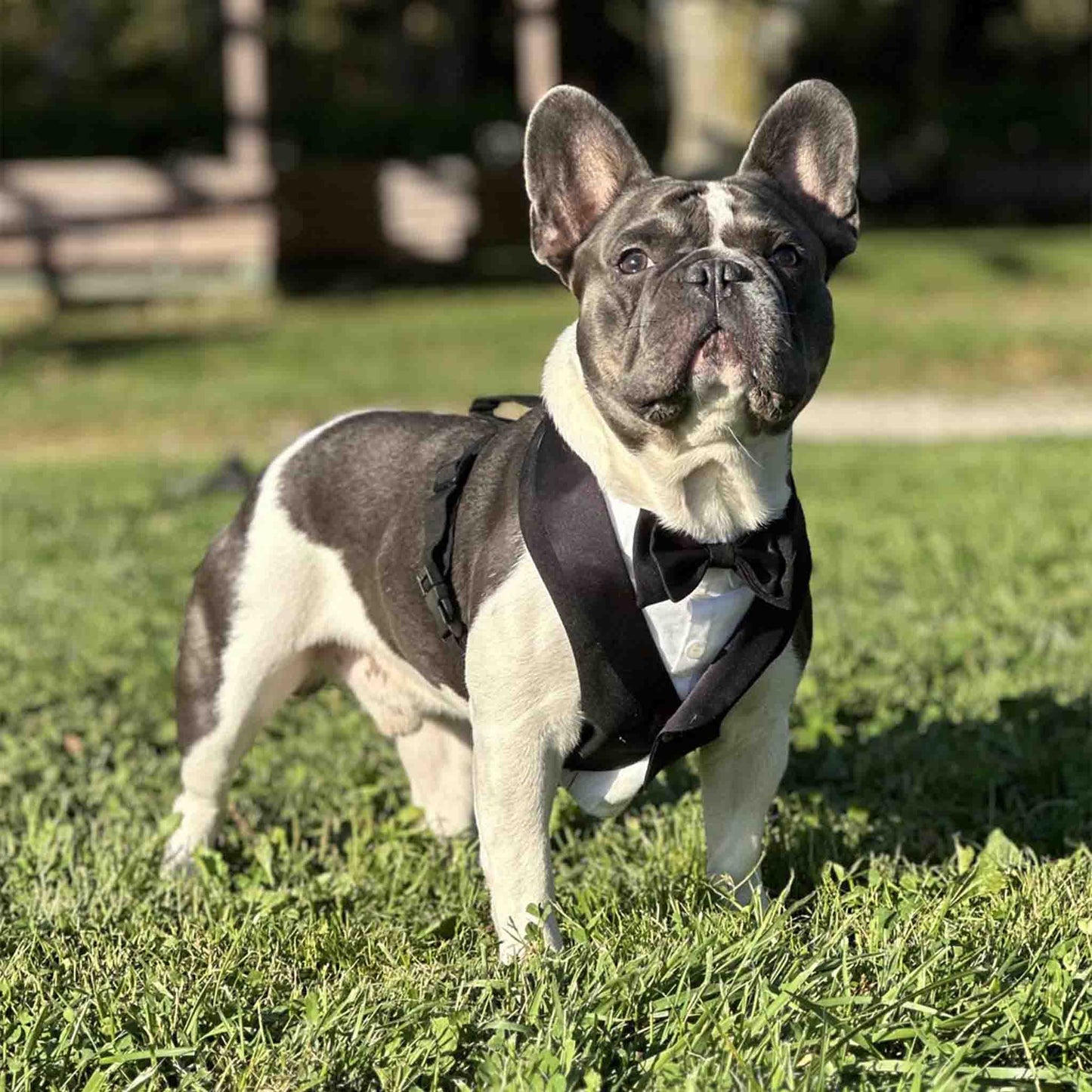 A French Bulldog, dressed in a black tuxedo harness, stands on a grassy lawn, gazing confidently into the distance with its ears upright.