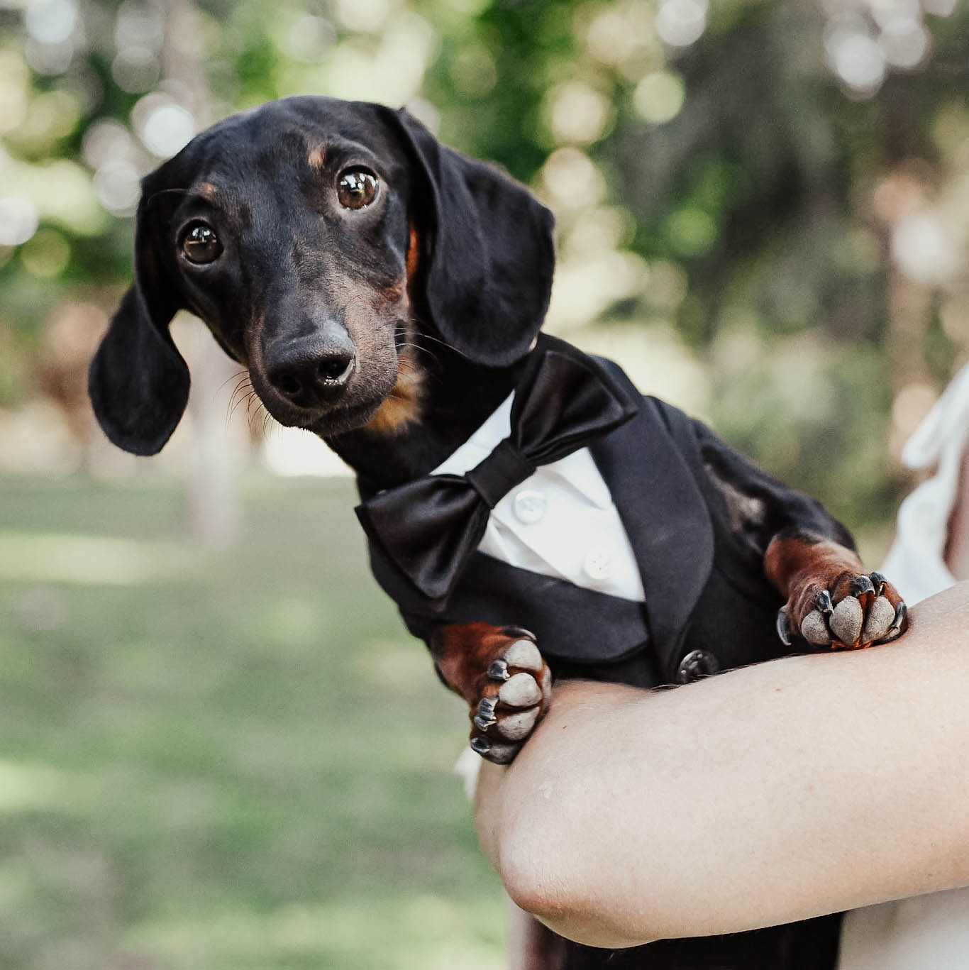 dachshund in a black tuxedo and bow tie