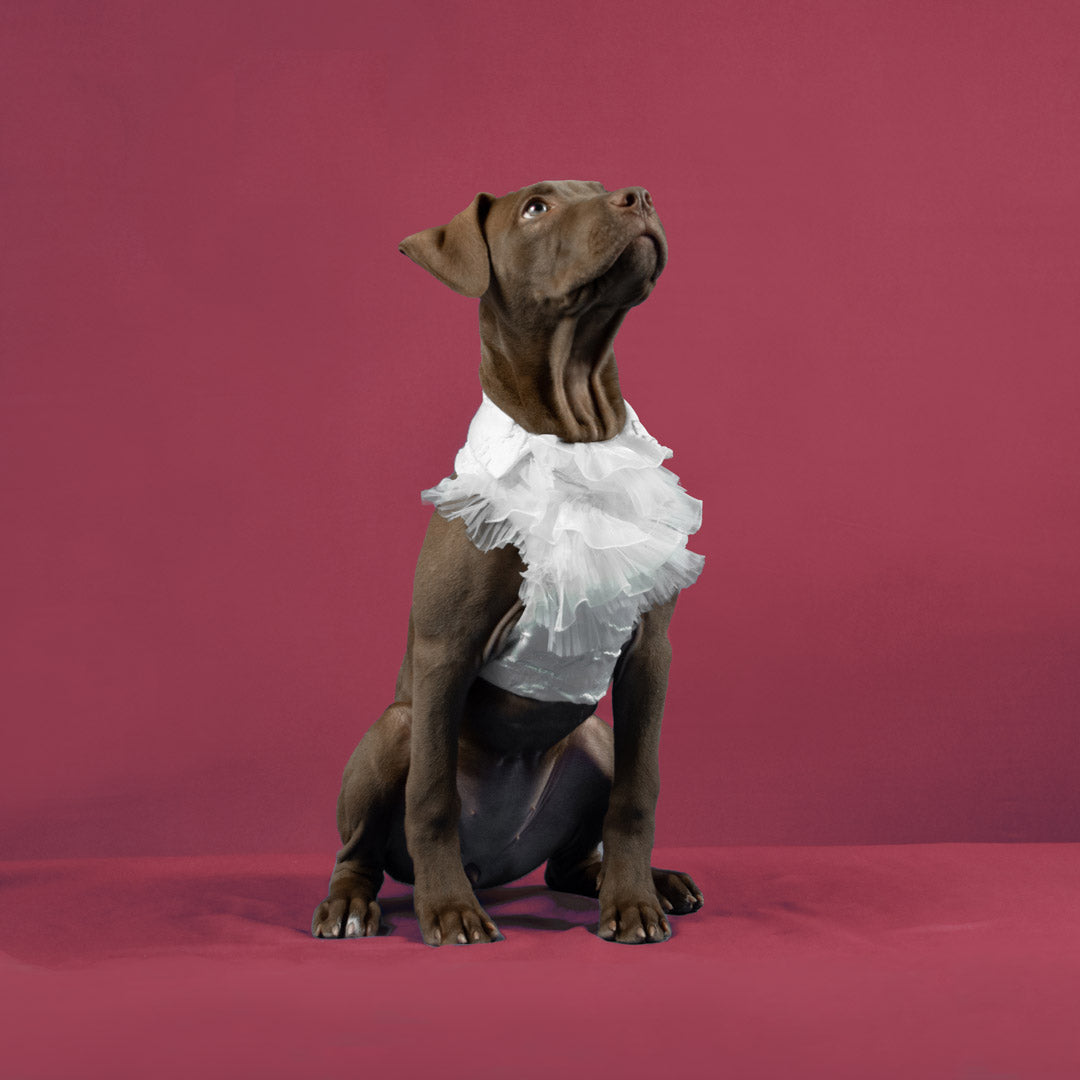 pitbull wears a white wedding dress with an Italian collar for doggie